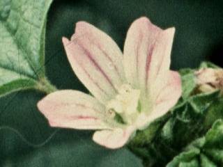Malva nicaeensis, flower
