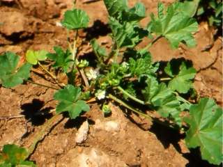 Malva parviflora