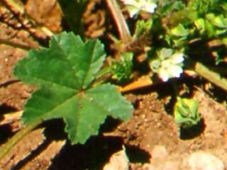 Malva parviflora, leaf