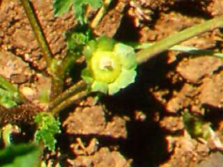 Malva parviflora,fruit