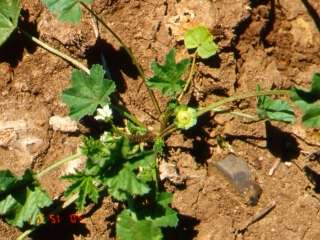 Malva parviflora