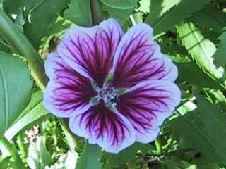 Malva sylvestris seedling, flower