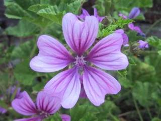 Malva sylvestris seedling, flower