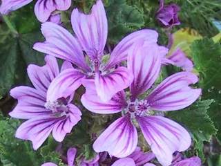 Malva sylvestris seedling, flowers