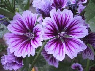 Malva sylvestris seedling, flowers