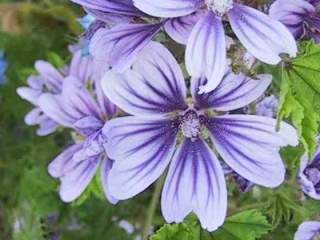 Malva sylvestris seedling, flower