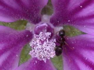 Malva sylvestris, detail of flower