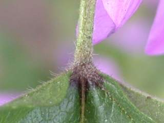 Malva sylvestris, leaf