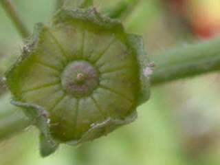 Malva sylvestris,immature fruit