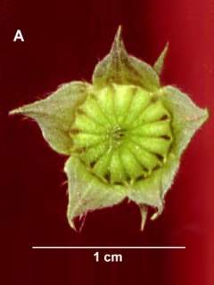 Malvastrum coromandelianum, fruit