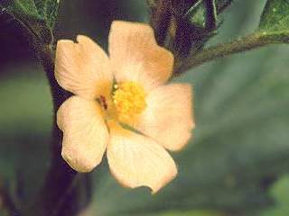 Malvastrum coromandelianum, flower