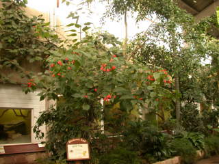 Malvaviscus penduliflorus, in flower