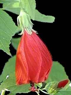 Malvaviscus penduliflorus, flower