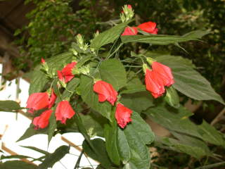 Malvaviscus penduliflorus, flowering branch