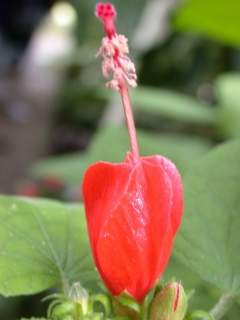 Malvaviscus species, flower