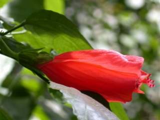 Malvaviscus penduliflorus, flower