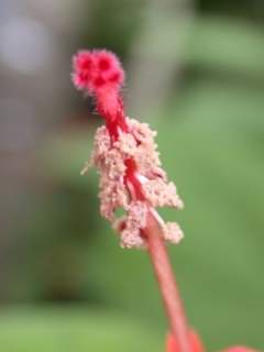 Malvaviscus species, androecium and gynoecium