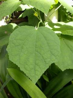 Malvaviscus species, leaf