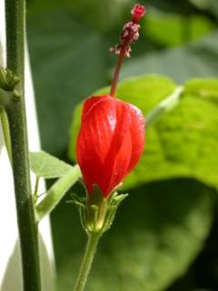 Malvaviscus species, flower