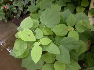 Malvaviscus species, foliage