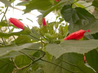 Malvaviscus penduliflorus, cluser of flowers