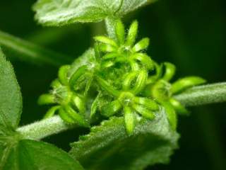 Malvaviscus species, leaf