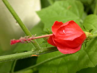 Malvaviscus species, flower