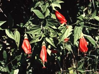 Malvaviscus penduliflorus, flowers