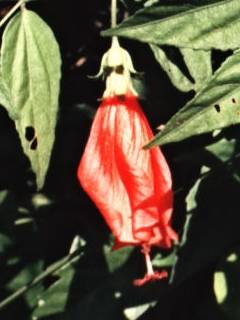 Malvaviscus penduliflorus, flower