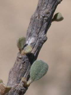 Megistostegium microphyllum, length of twig with leaves