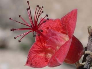 Megistostegium microphyllum, flower