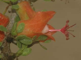 Megistostegium microphyllum, flower
