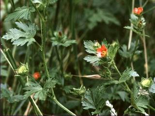 Modiola carolinana, in flower