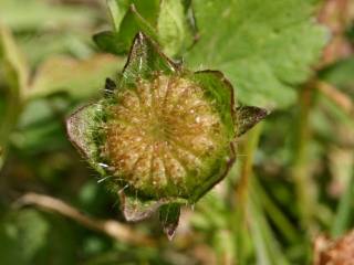 Modiola carolinana, fruit (schizocarp)