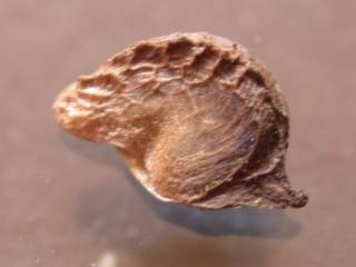 Napaea dioica, mericarp