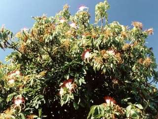 Pachira aquatica, in flower