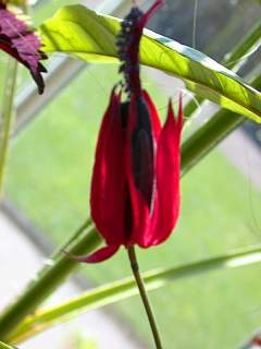 Pavonia gledhillii, flower
