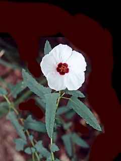 Pavonia hastata, floral stem