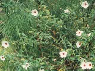 Pavonia hastata, in flower