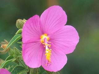 Pavonia harleyi, flower