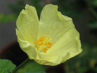 Pavonia praemorsa, flower