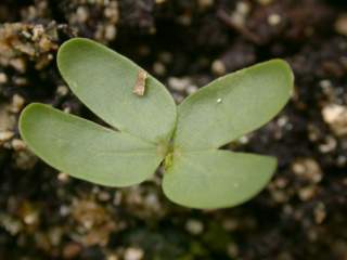 Pentapetes phoenicea, cotyledons