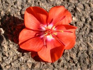 Pentapetes phoenicea, flower