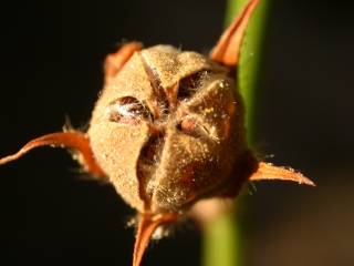 Pentapetes phoenicea, fruit