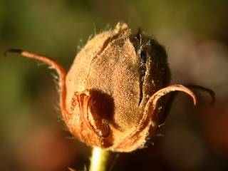 Pentapetes phoenicea, fruit