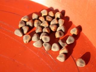 Pentapetes phoenicea, seeds