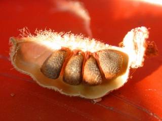 Pentapetes phoenicea, fruit locule with seeds