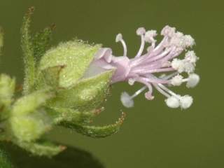 Perrierophytum rubrum, flower