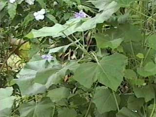 Phymosia umbellata, foliage