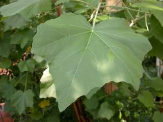 Phymosia umbellata, leaf